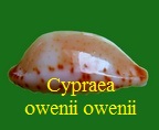 Cypraea owenii owenii, Gray in G. B. Sowerby I 1832